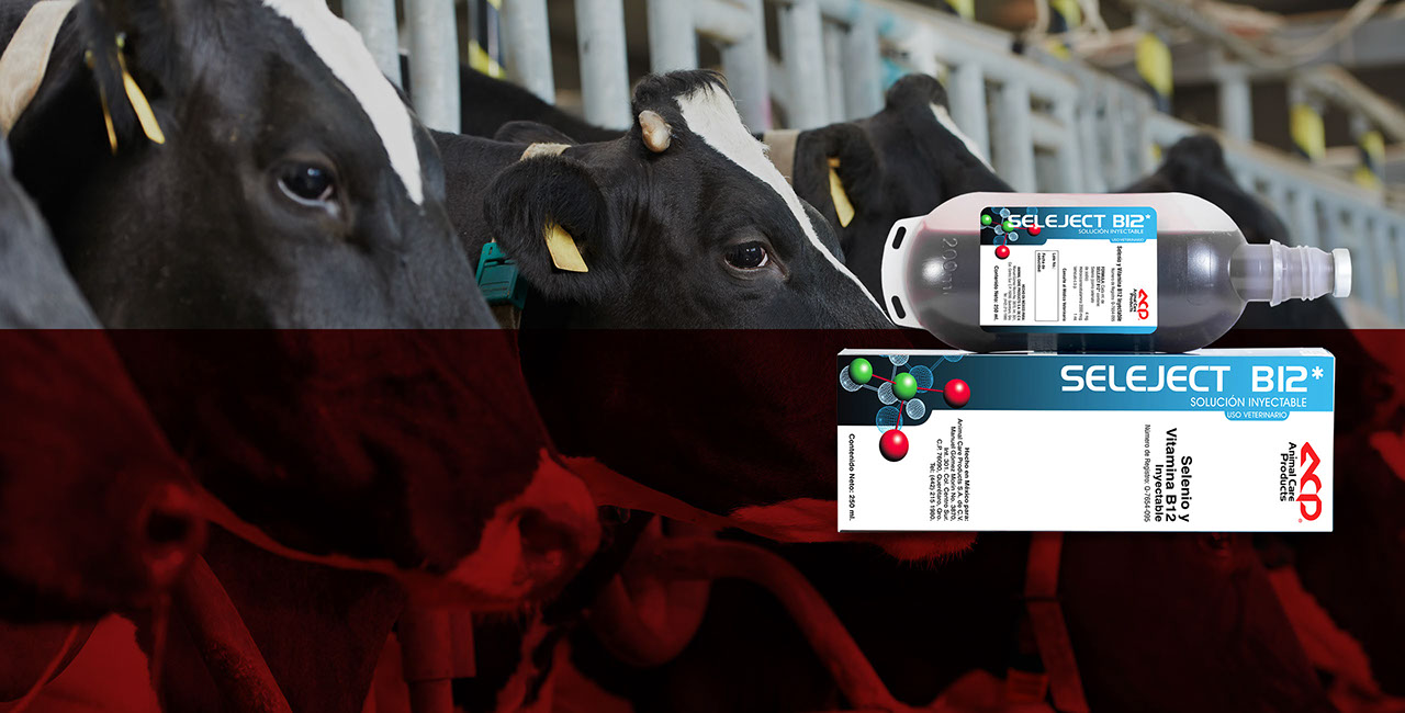 Banner con Vacas - Producto Seleject B12 ACP
